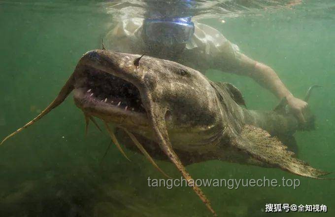 追鱼奇遇：巨型鲶鱼的诱惑与生命的警示